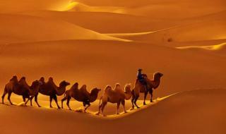骆驼的骆的读音 骆驼拼音怎么写